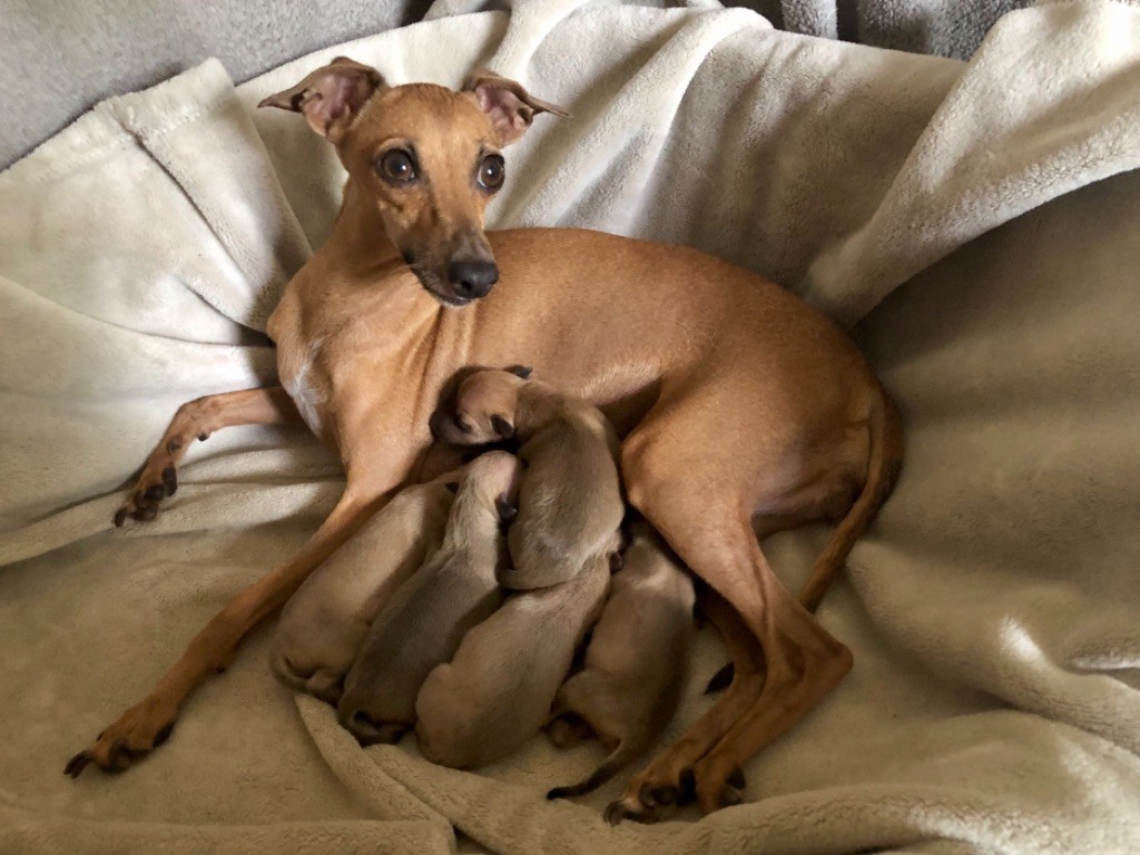 chiot Petit Levrier Italien De La Squadra D'Elite