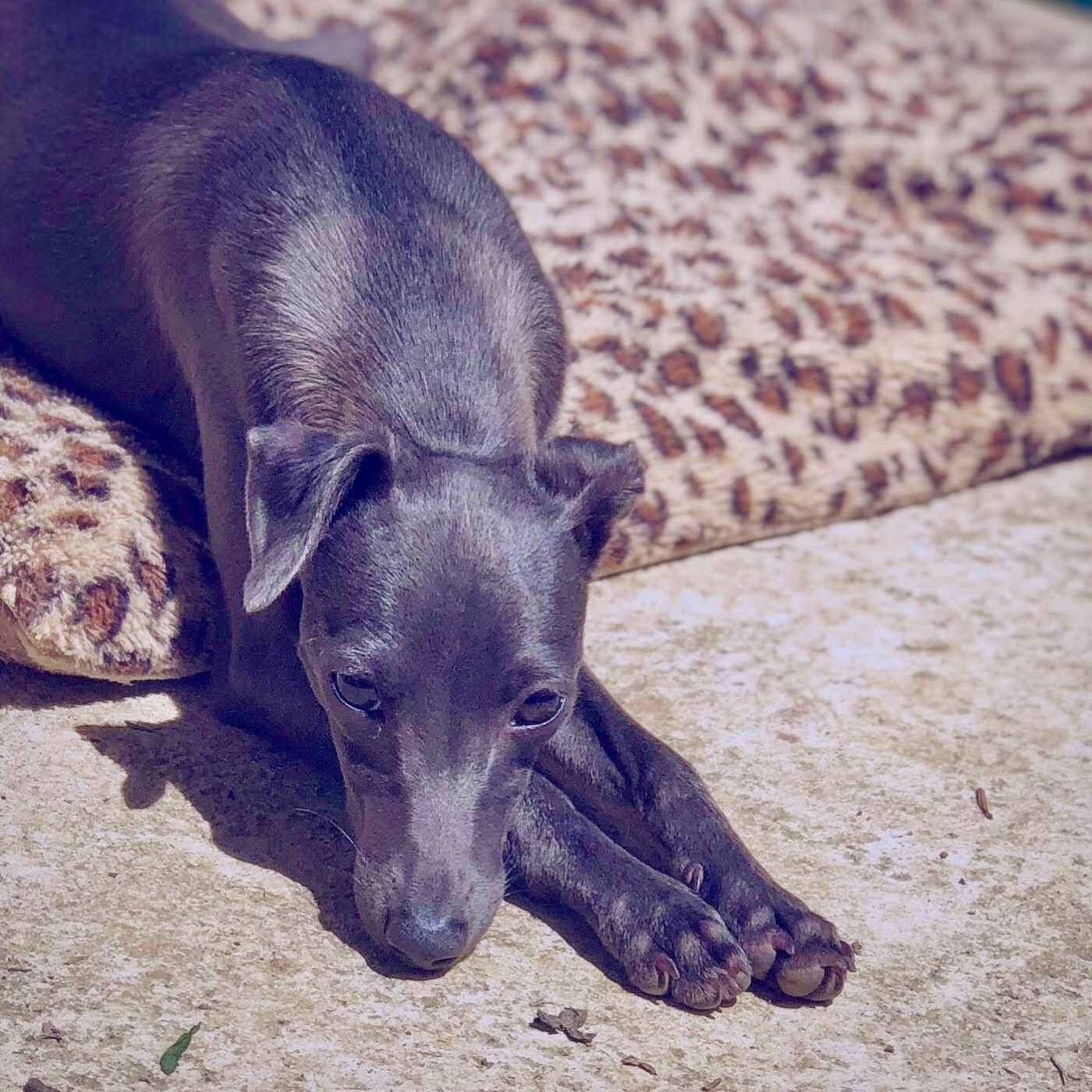 Royal Starshine De La Squadra D'Elite