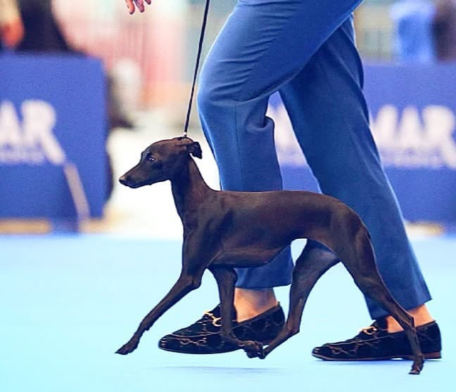 CH. Suki YSL De La Squadra D'Elite