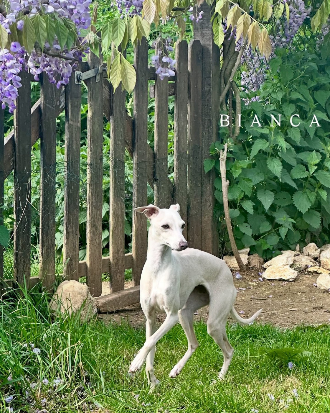 Vianca Kabuki De La Squadra D'Elite