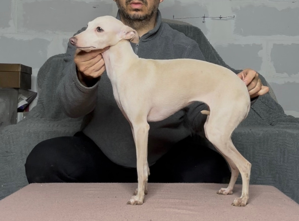 Arabesque De La Squadra D'Elite