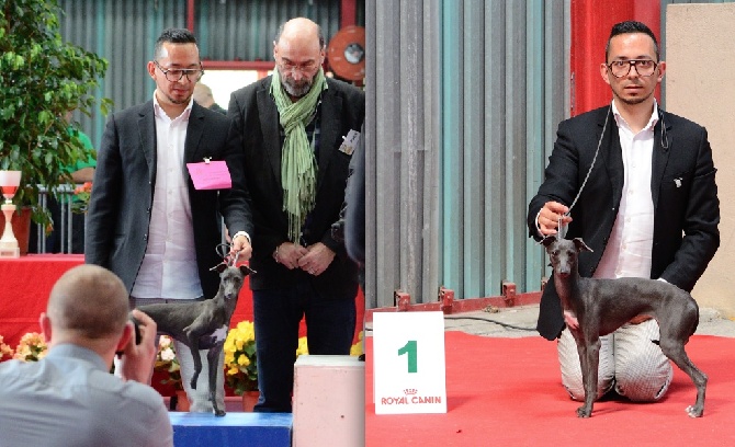 De La Squadra D'Elite - Reserved Best in Show-puppy pour Karlie @ Limoges