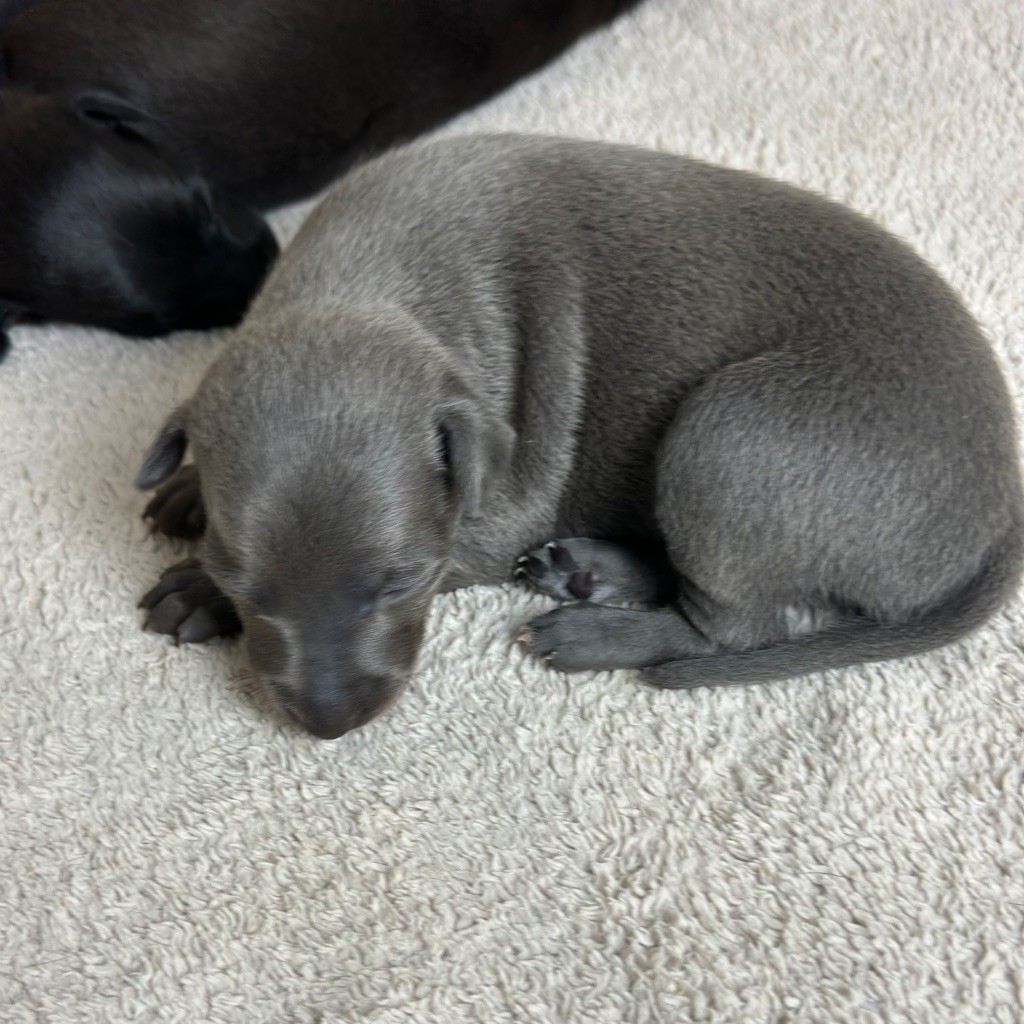 De La Squadra D'Elite - Chiots disponibles - Petit Levrier Italien