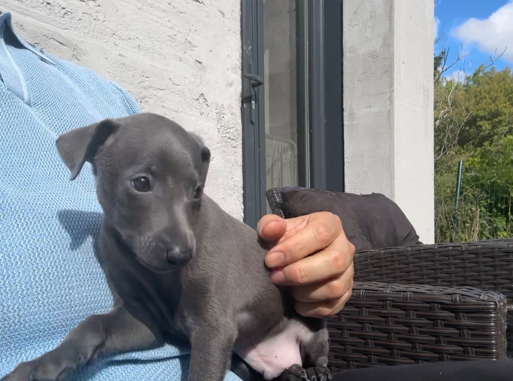 De La Squadra D'Elite - Chiots disponibles - Petit Levrier Italien