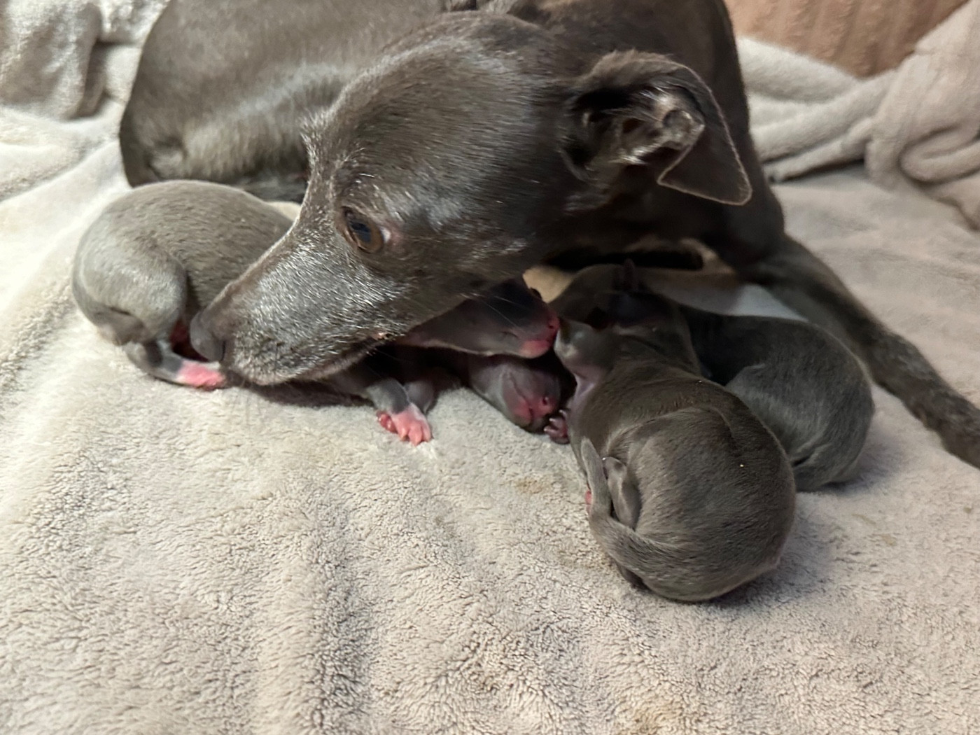 De La Squadra D'Elite - Petit Levrier Italien - Portée née le 12/11/2025