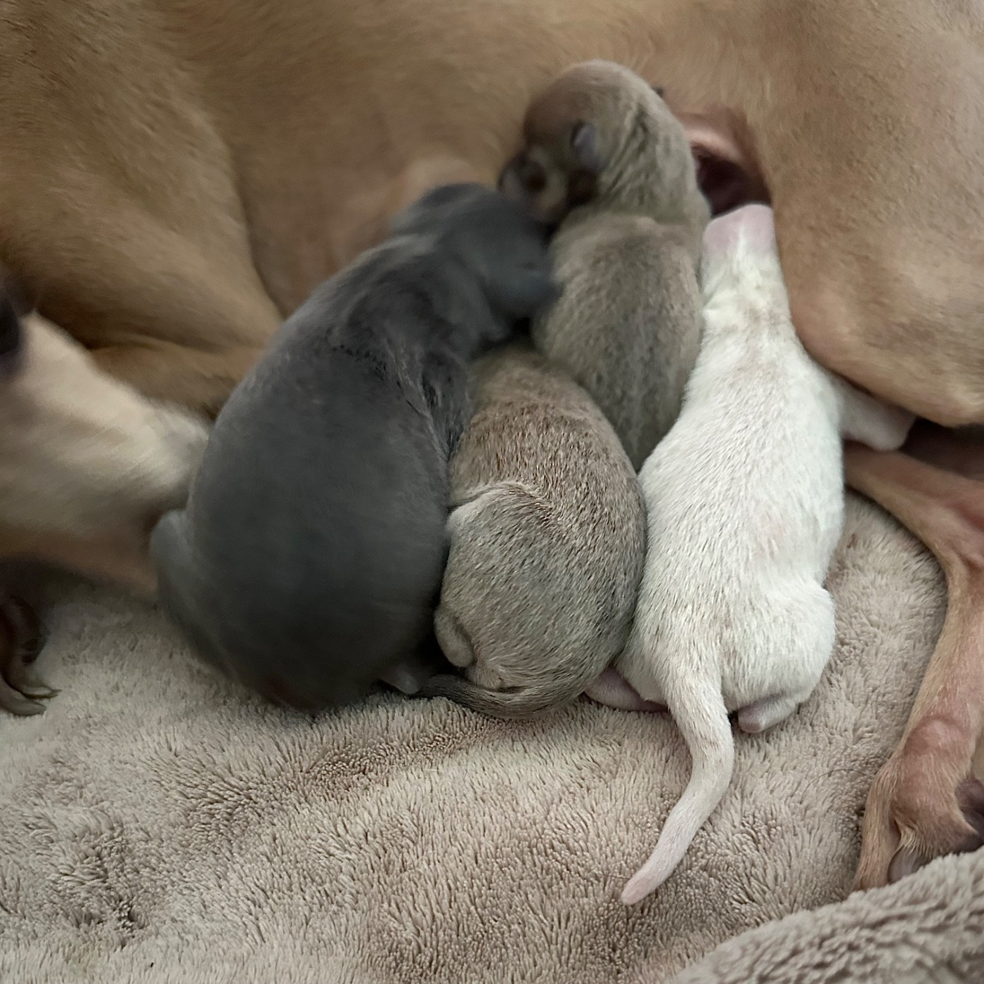 De La Squadra D'Elite - Chiots disponibles - Petit Levrier Italien