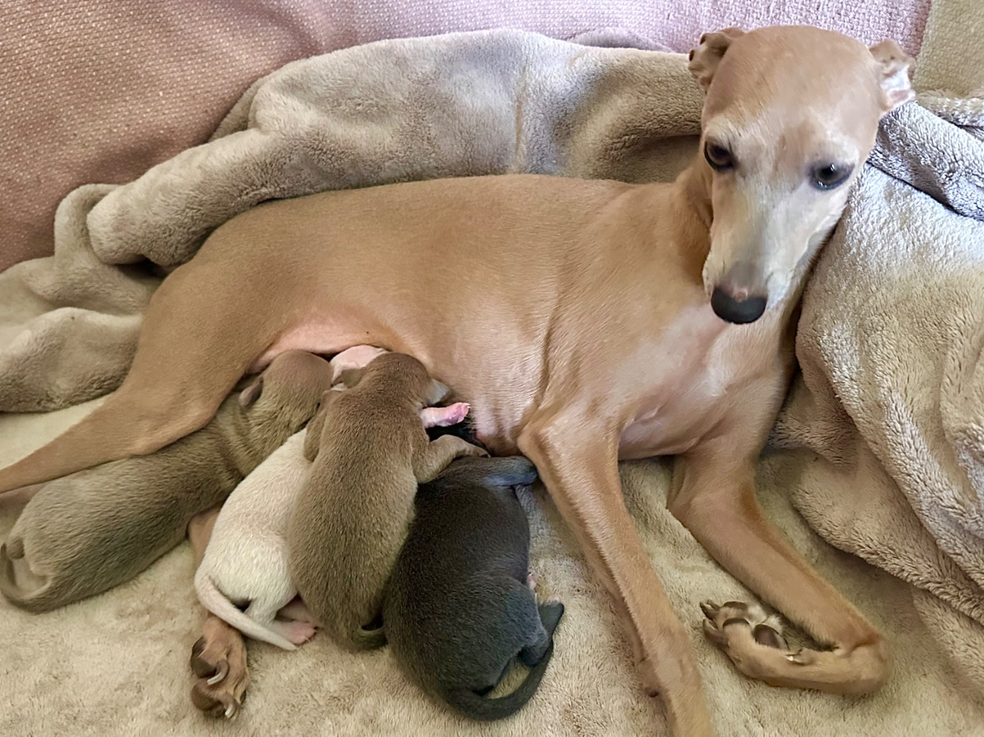 Chiot Petit Levrier Italien De La Squadra D'Elite
