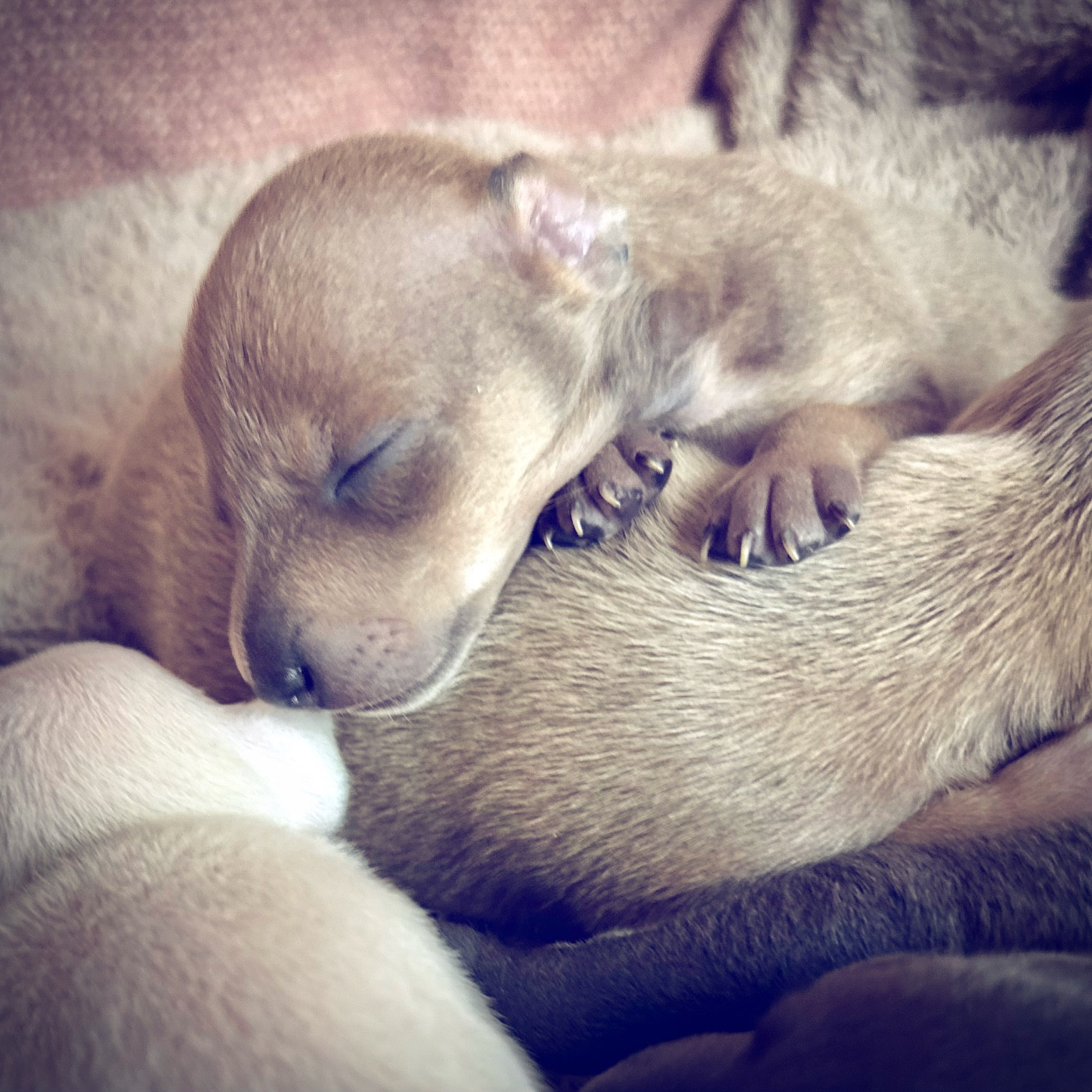 De La Squadra D'Elite - Chiots disponibles - Petit Levrier Italien
