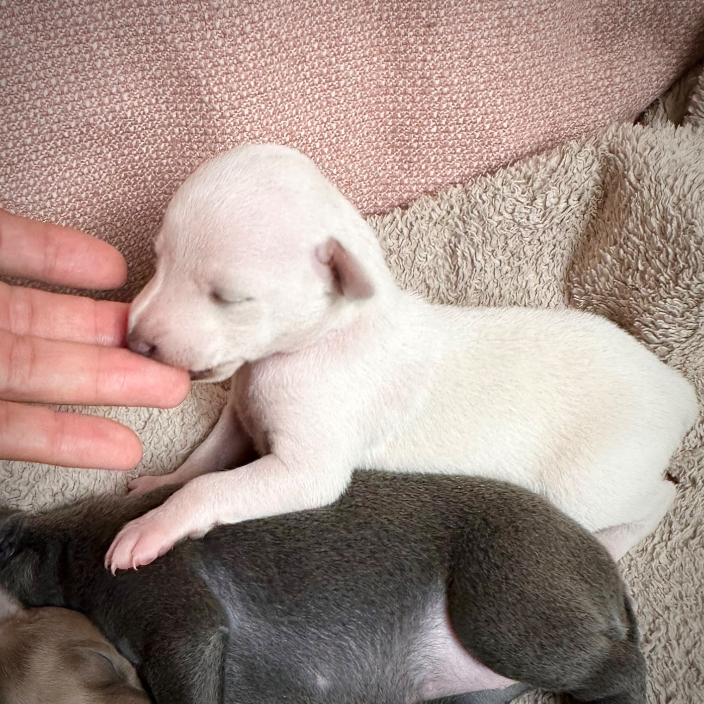 De La Squadra D'Elite - Chiots disponibles - Petit Levrier Italien