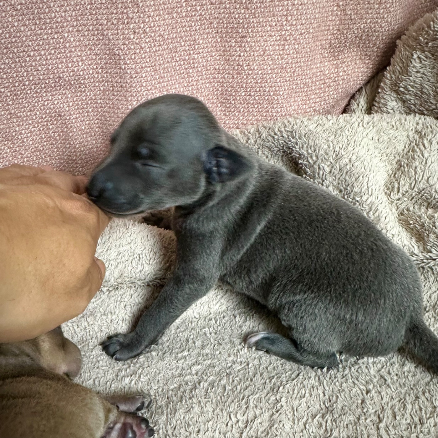 De La Squadra D'Elite - Chiots disponibles - Petit Levrier Italien