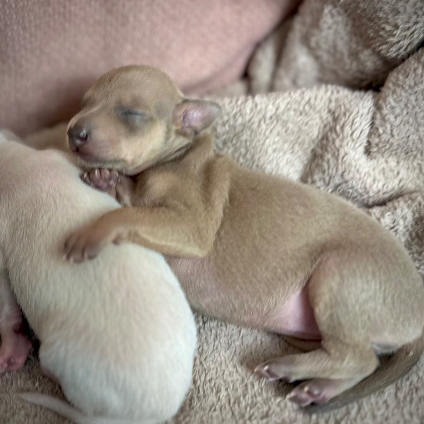 De La Squadra D'Elite - Chiots disponibles - Petit Levrier Italien