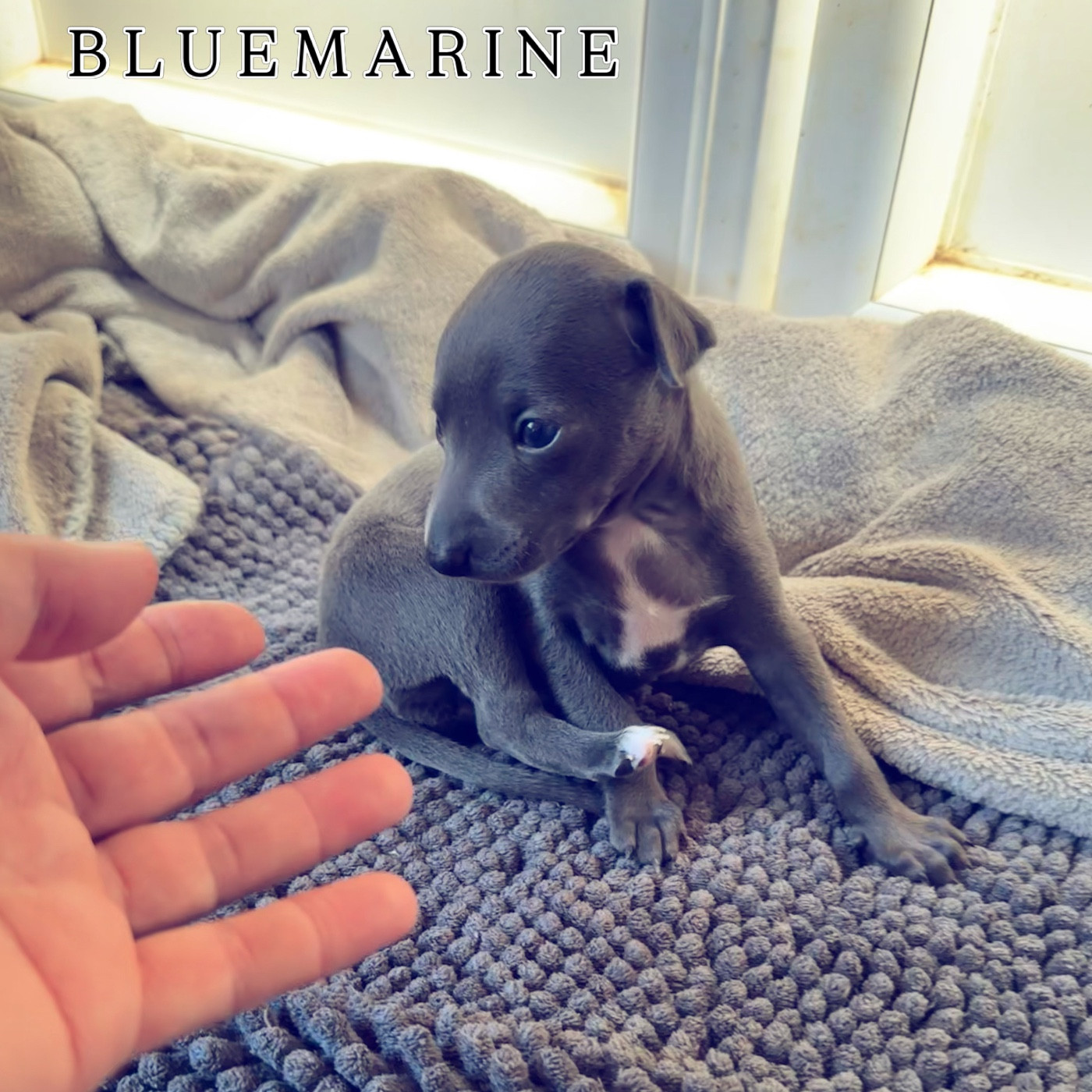 De La Squadra D'Elite - Chiots disponibles - Petit Levrier Italien