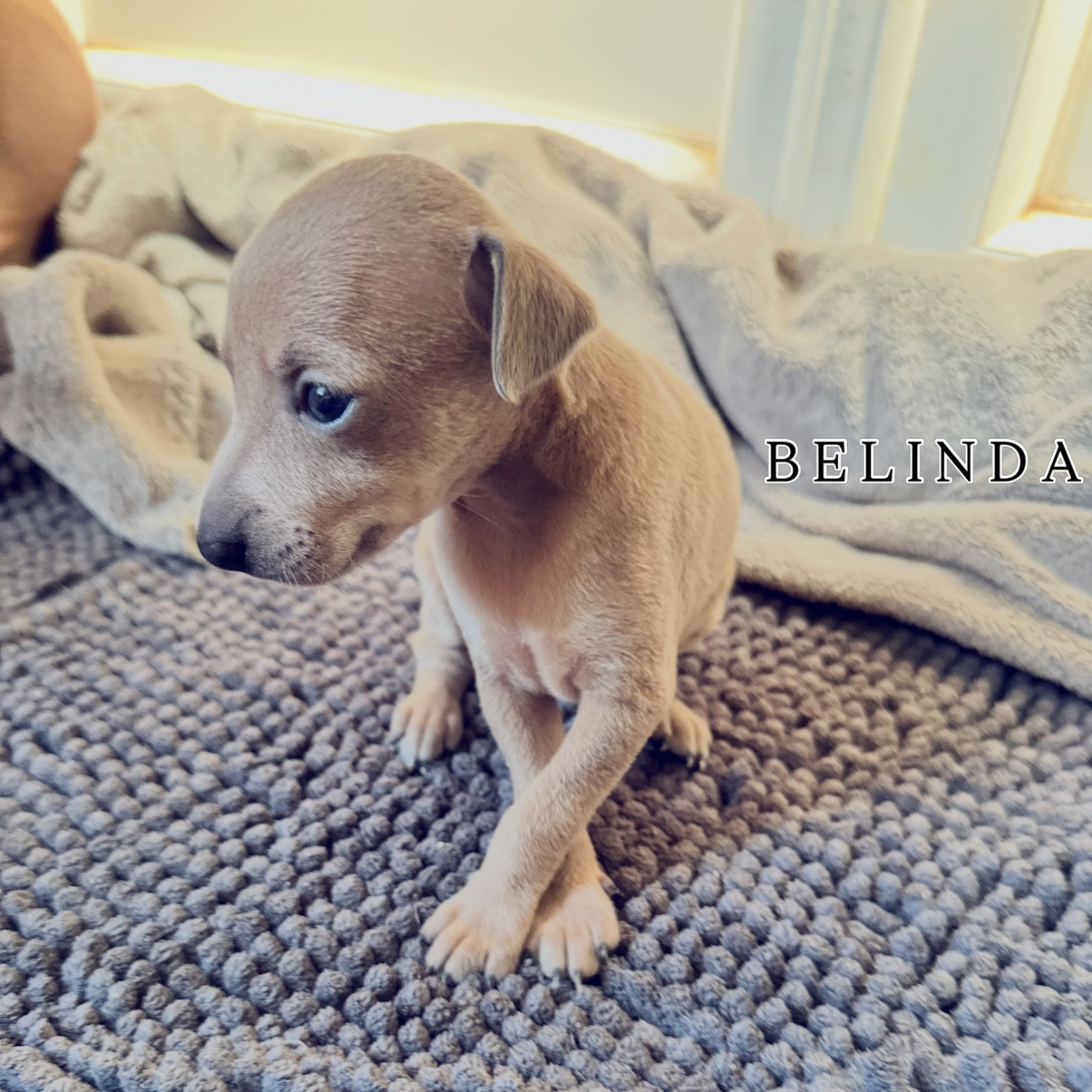 De La Squadra D'Elite - Chiots disponibles - Petit Levrier Italien