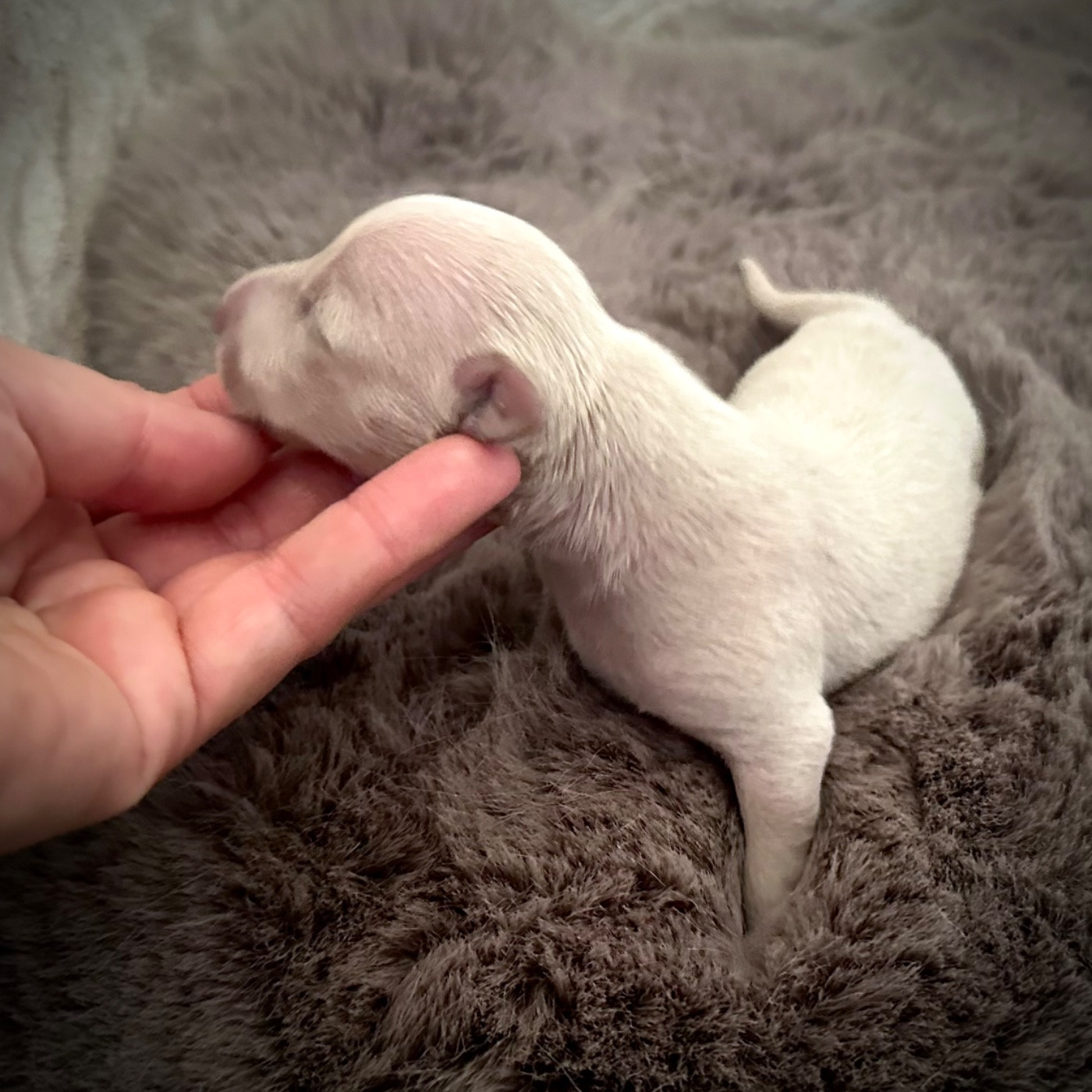 De La Squadra D'Elite - Chiots disponibles - Petit Levrier Italien