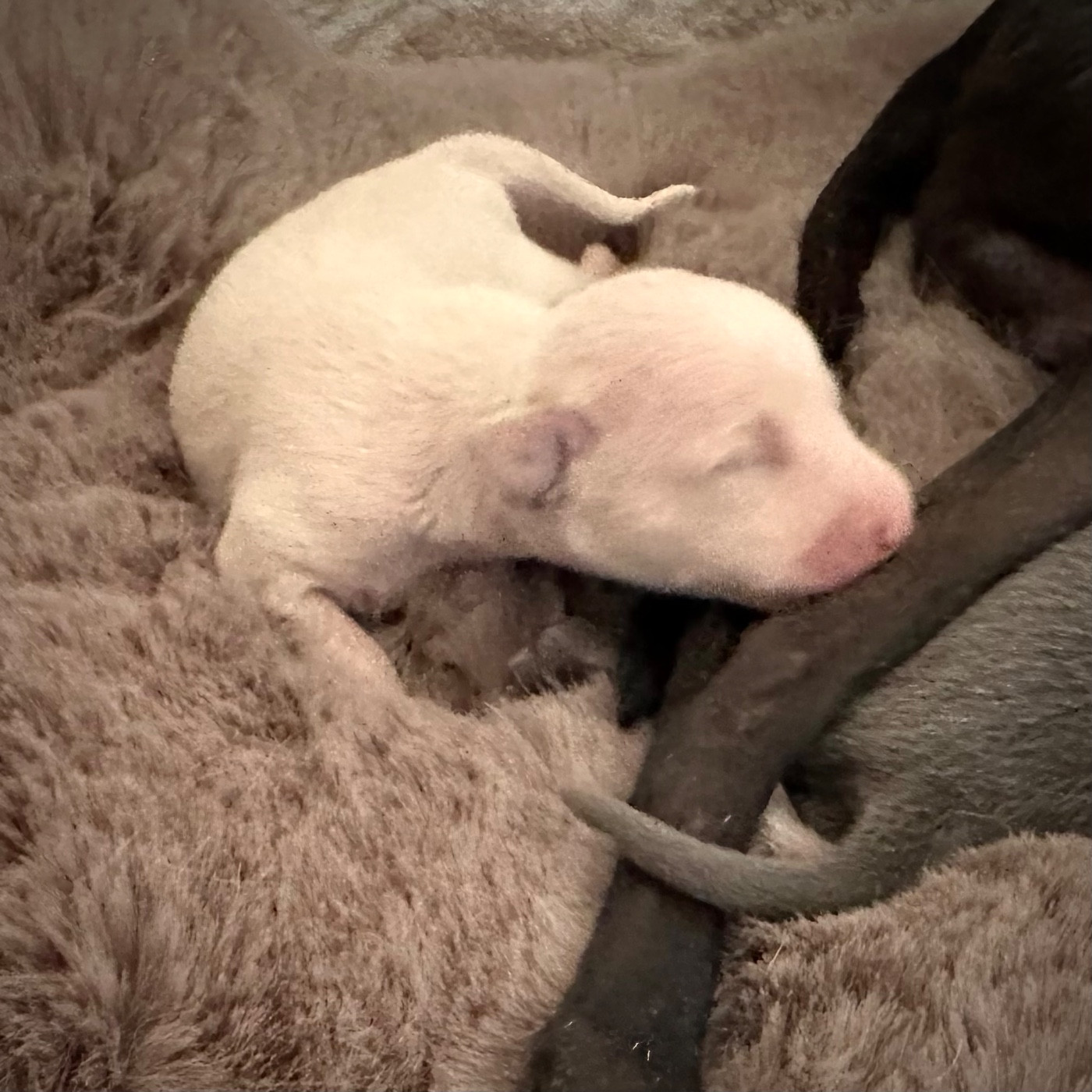 De La Squadra D'Elite - Chiots disponibles - Petit Levrier Italien