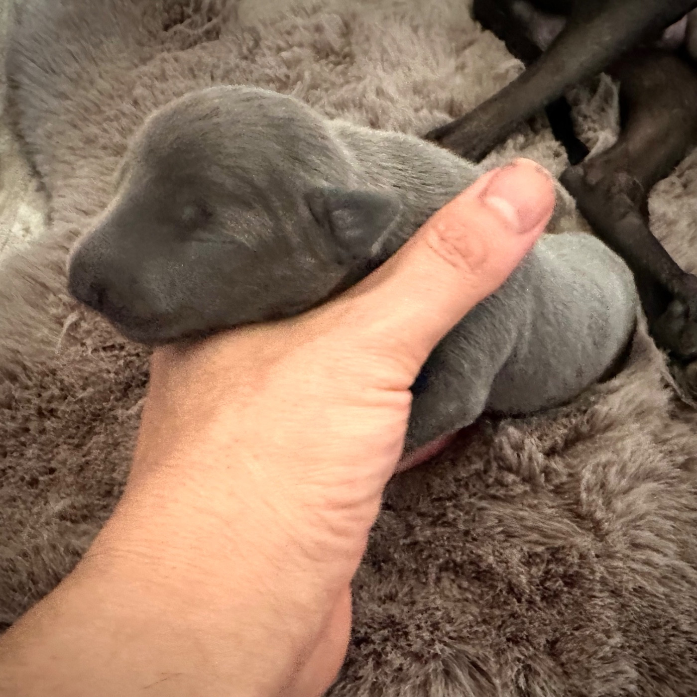 De La Squadra D'Elite - Chiots disponibles - Petit Levrier Italien