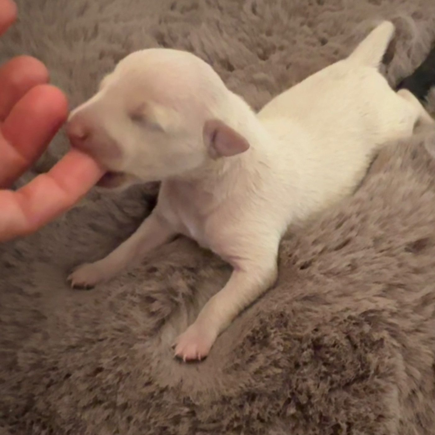 De La Squadra D'Elite - Chiots disponibles - Petit Levrier Italien