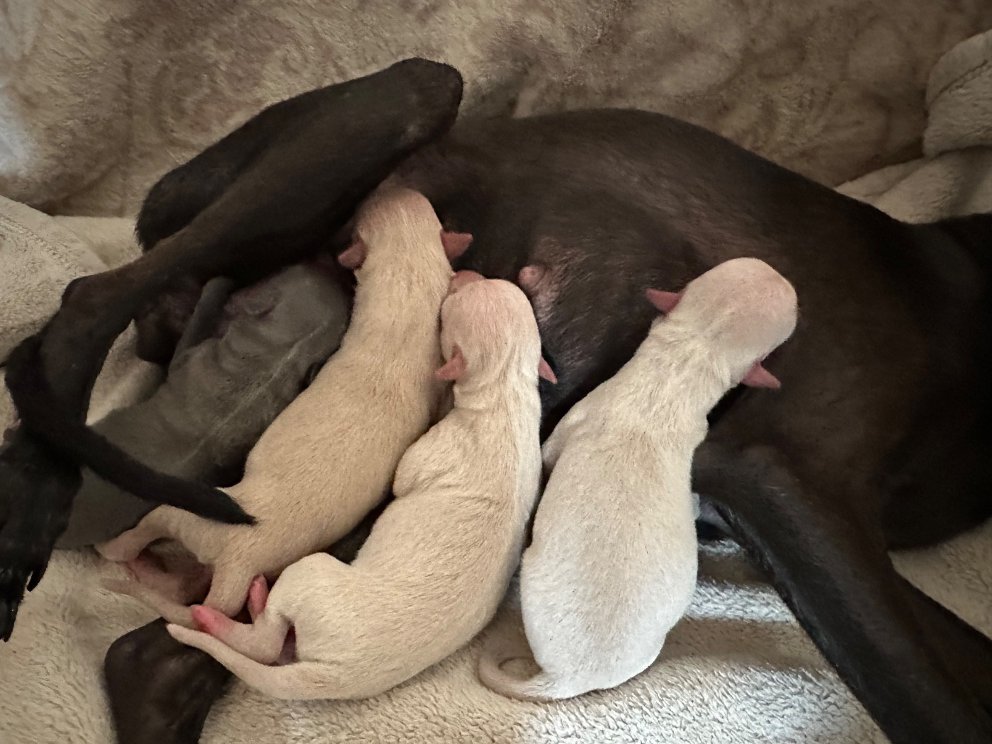 Chiot Petit Levrier Italien De La Squadra D'Elite