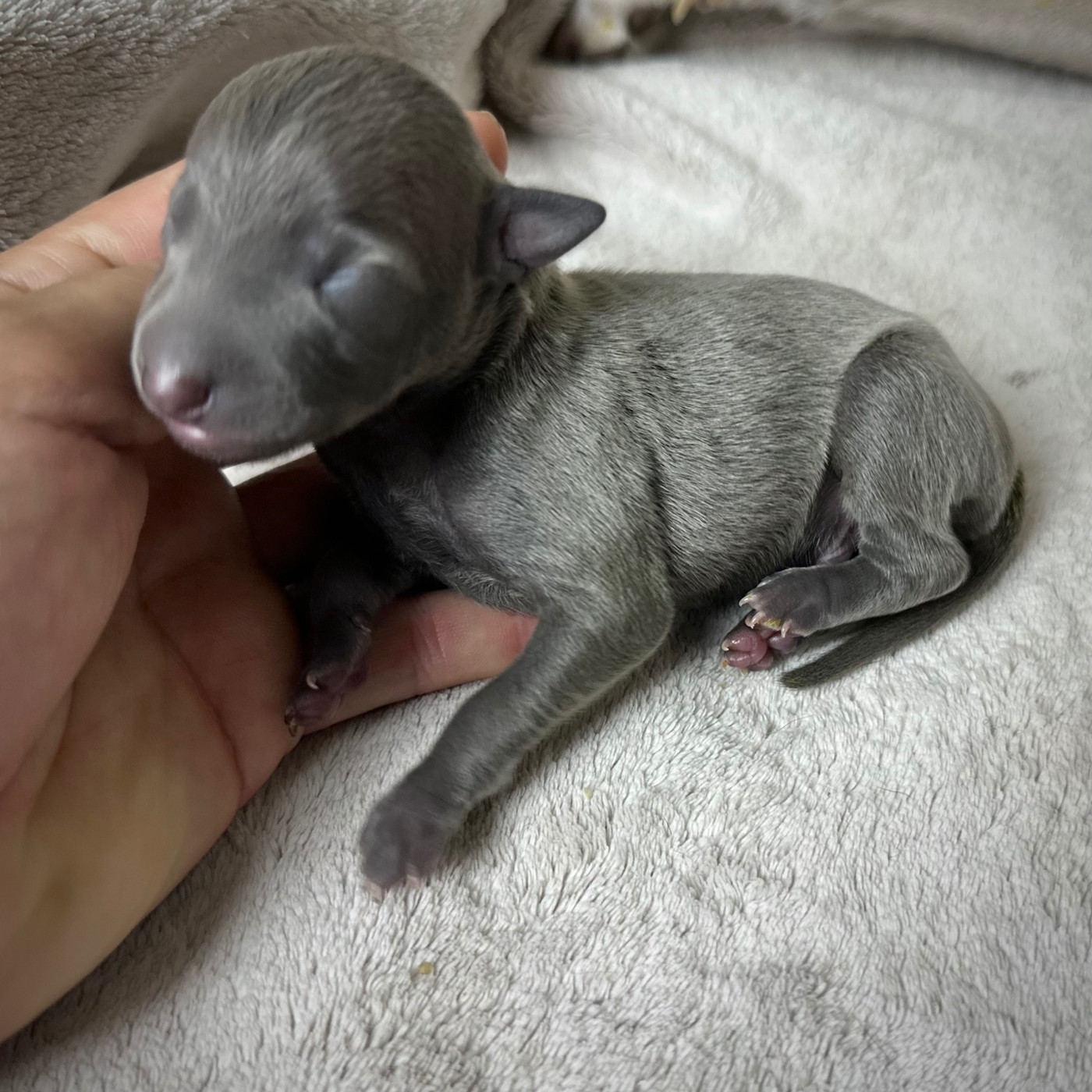 De La Squadra D'Elite - Chiots disponibles - Petit Levrier Italien