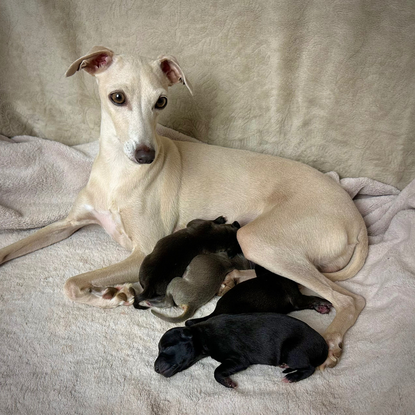 Chiot Petit Levrier Italien De La Squadra D'Elite