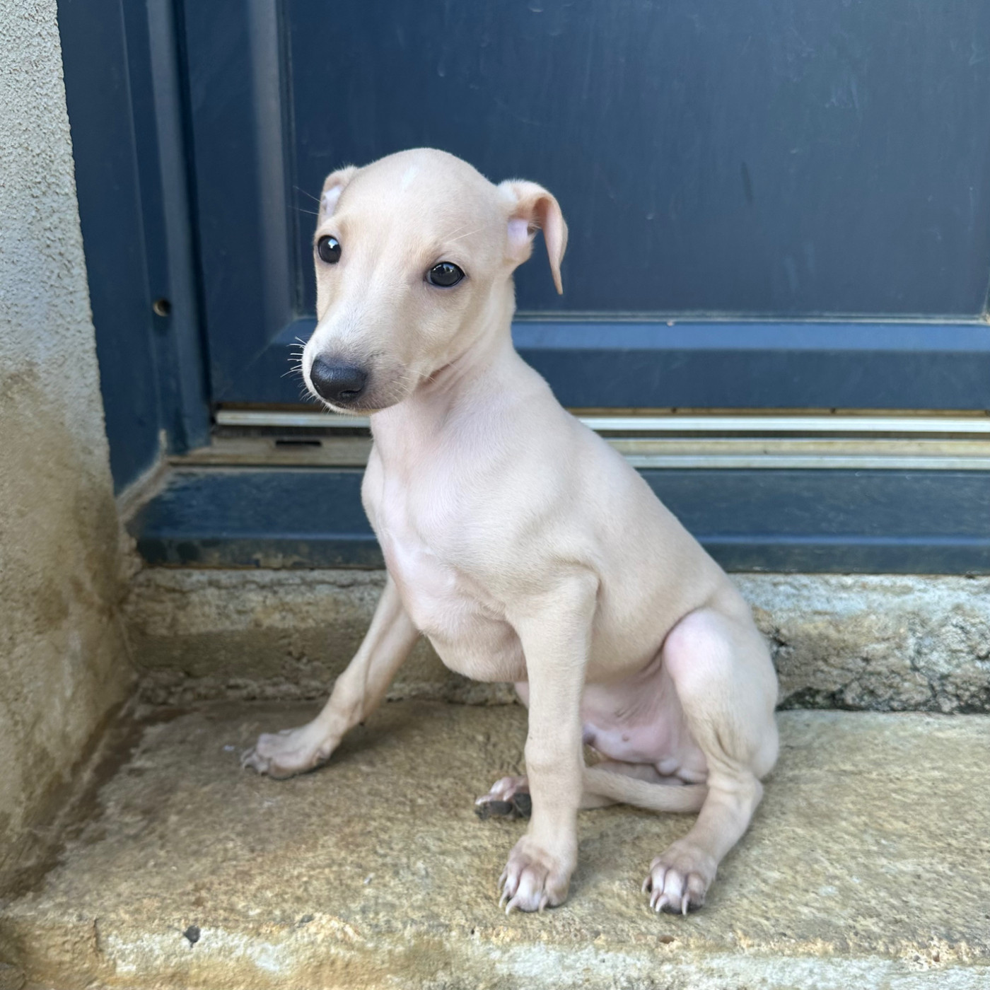 De La Squadra D'Elite - Chiots disponibles - Petit Levrier Italien