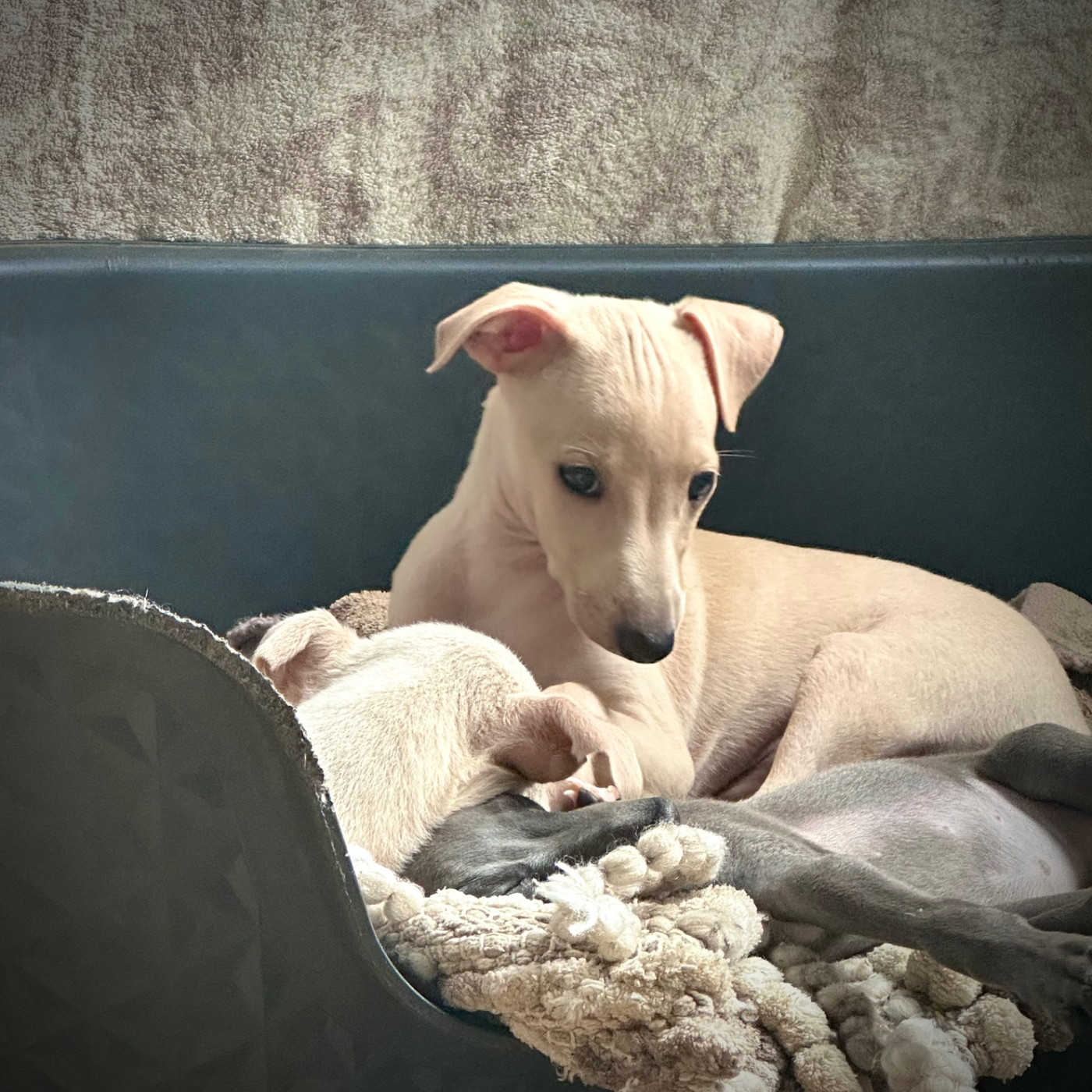 De La Squadra D'Elite - Chiots disponibles - Petit Levrier Italien