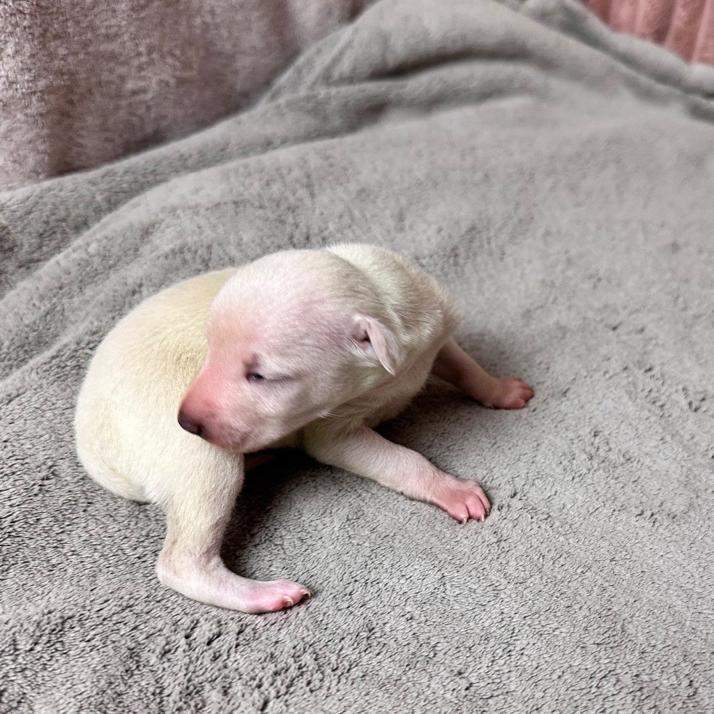 De La Squadra D'Elite - Chiots disponibles - Petit Levrier Italien
