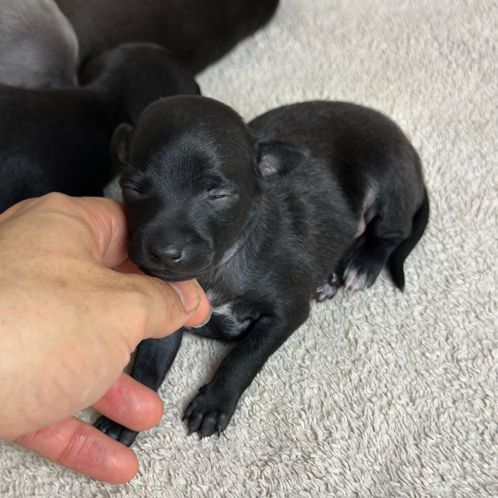De La Squadra D'Elite - Chiots disponibles - Petit Levrier Italien