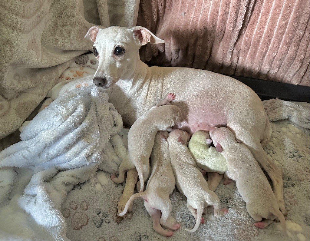 Chiot Petit Levrier Italien De La Squadra D'Elite