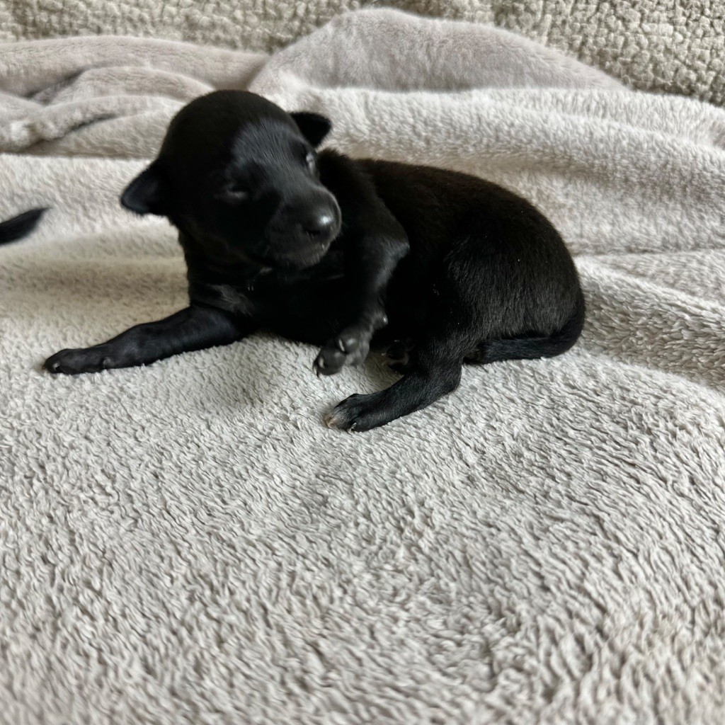 De La Squadra D'Elite - Chiots disponibles - Petit Levrier Italien