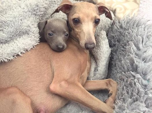 Chiot Petit Levrier Italien De La Squadra D'Elite