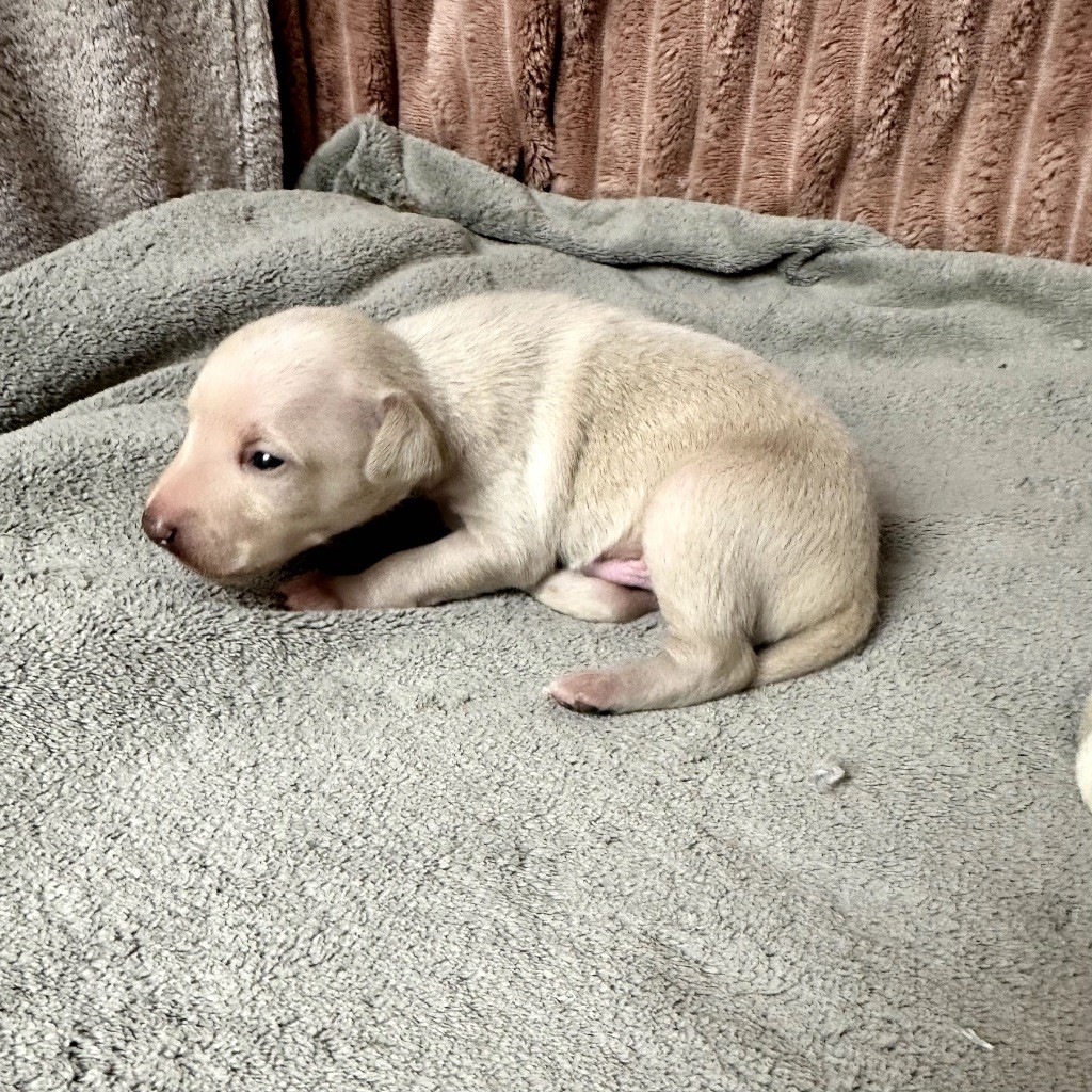 De La Squadra D'Elite - Chiots disponibles - Petit Levrier Italien
