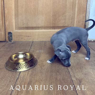 Aquarius Royal