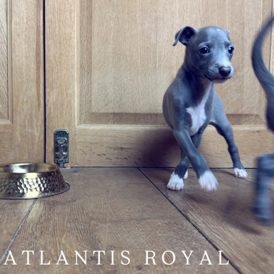 Atlantis Royal