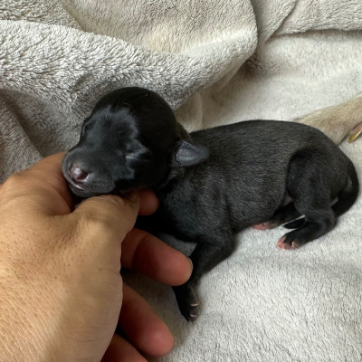 Ballerina Nera
