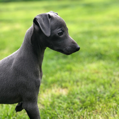 CHIOT