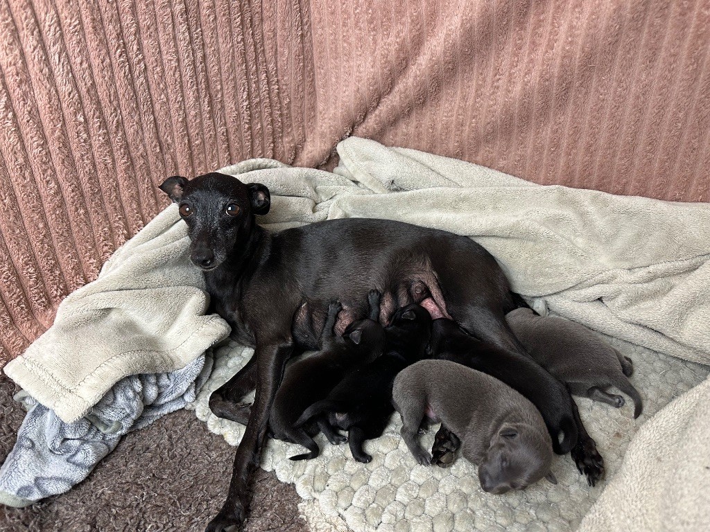 Chiot Petit Levrier Italien De La Squadra D'Elite