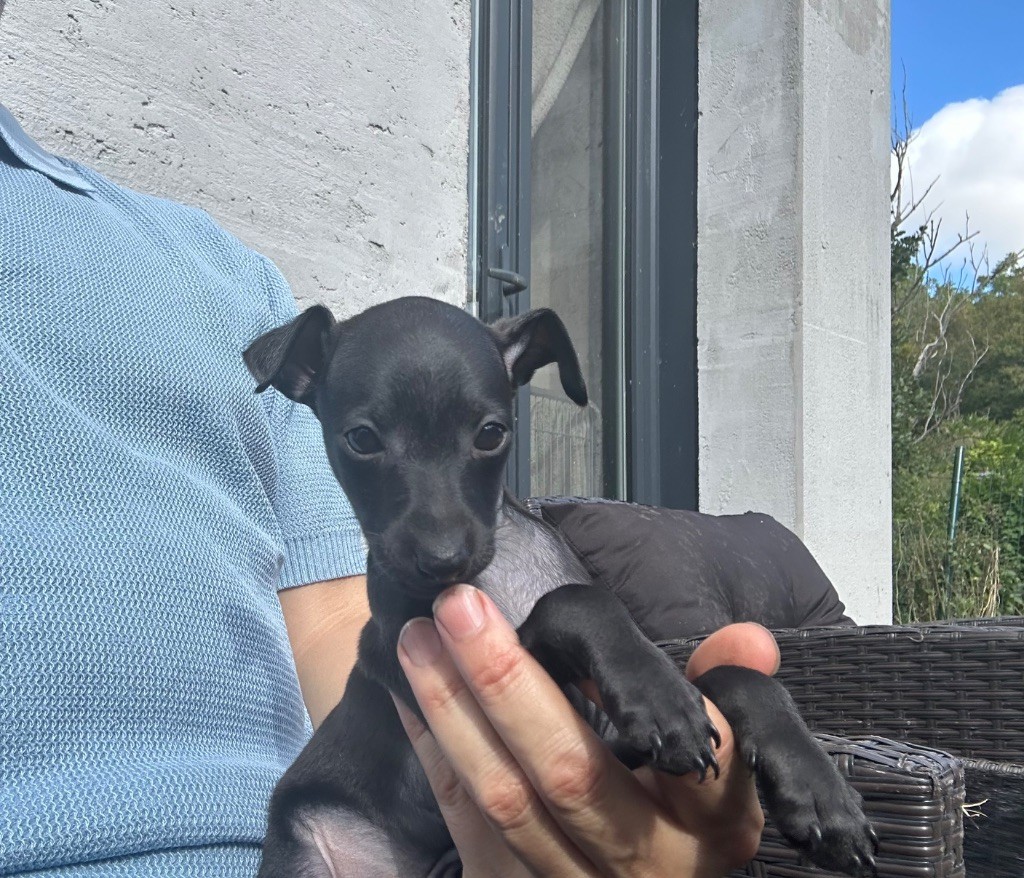 De La Squadra D'Elite - Chiots disponibles - Petit Levrier Italien