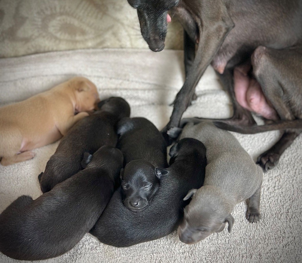 Chiot Petit Levrier Italien De La Squadra D'Elite